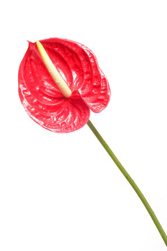 紅花2