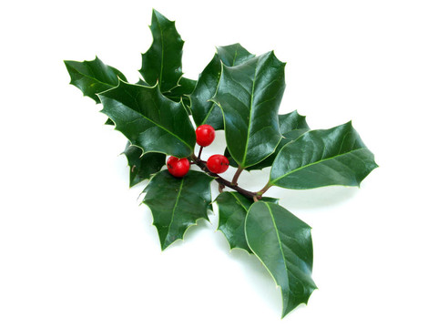 hollywhite