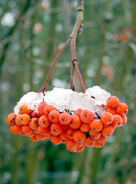 白雪覆蓋的漿果