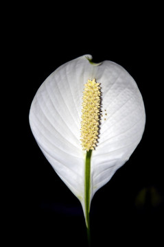 室內(nèi)裝飾花