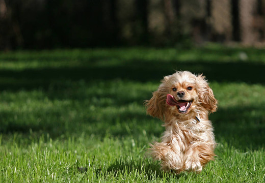Cocker獵犬