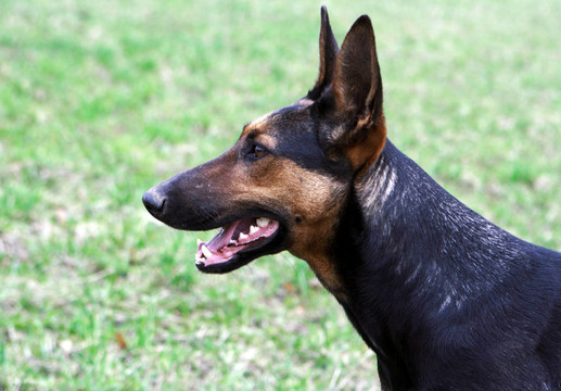 德國牧羊犬