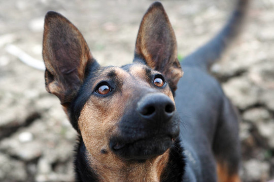 德國(guó)牧羊犬