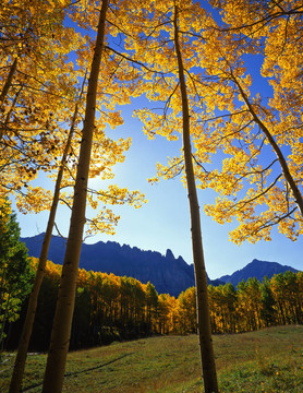 yellowforestclearing