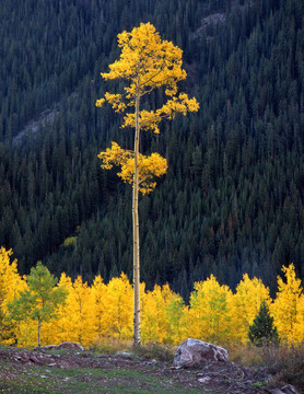 tallaspen