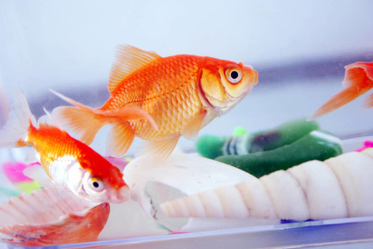 金魚