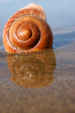 海蝸牛
