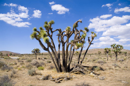 藍(lán)天Joshua Tree