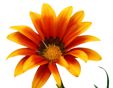花3