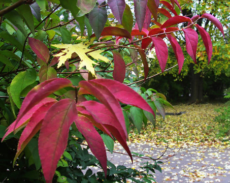 秋天的公園17