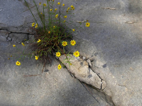 Rock的黃色菊花