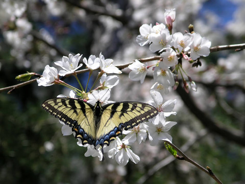 Swallowtail B飛