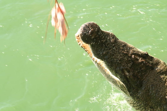 攻擊鱷魚