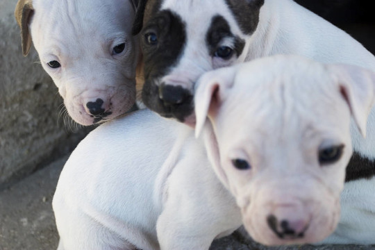 斗牛犬幼犬