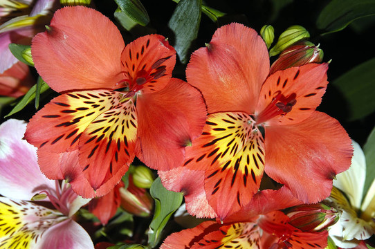 雙紅蘭花