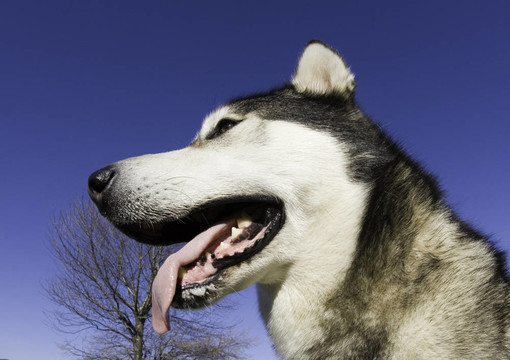狗