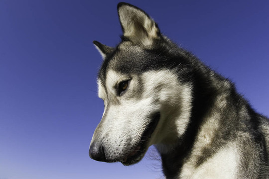 愛斯基摩犬