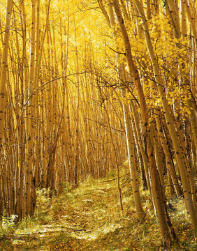 yellowforesttrail