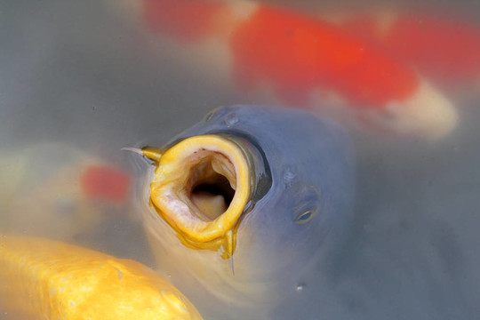 饑餓的鯉魚
