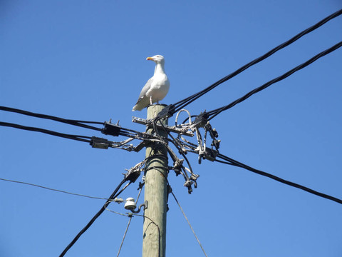 信天翁坐上電后