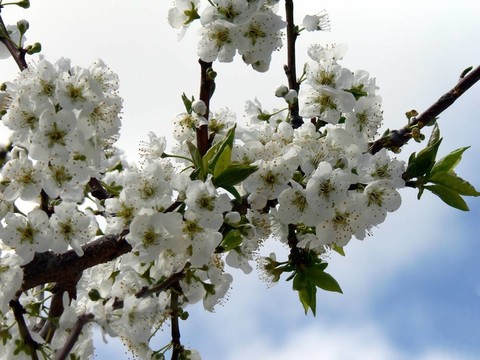 春暖花開