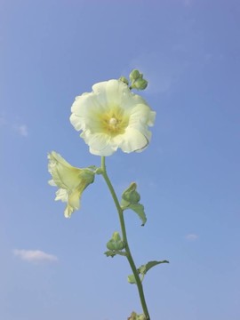 黃色的花40013