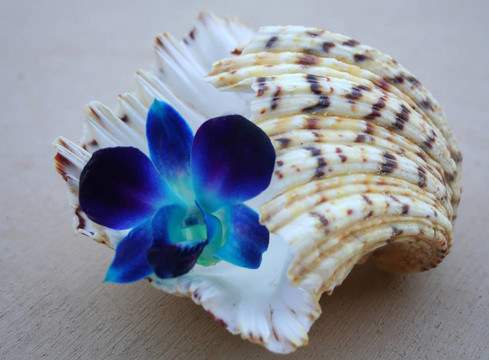 藍(lán)色的蘭花