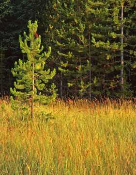smallpinetree