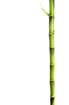 竹棒