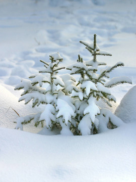 雪中的毛樹