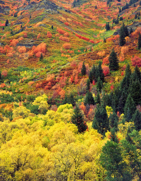 autumntapestry（V）
