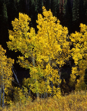 uintaforestaspens5