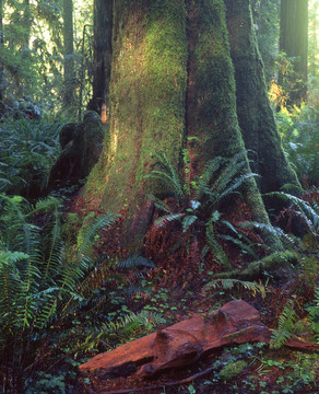 redwoodforest