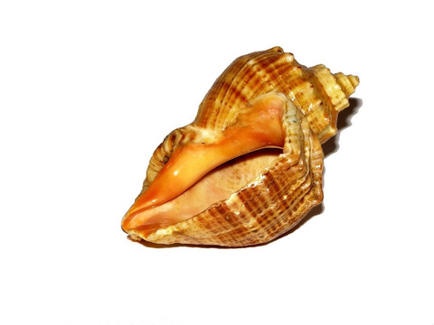 碗