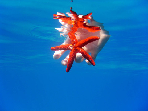 明亮的紅色海星