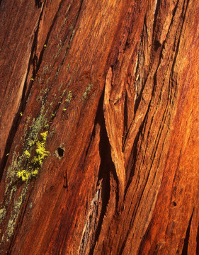 redwoodtreebark