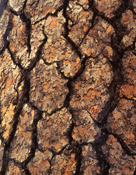 pinetreebark