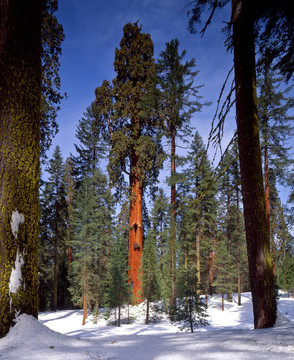 sequoiatree