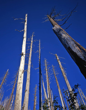 deadtreesmtsthelens