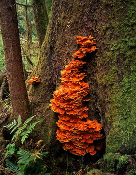 orangetreefungus