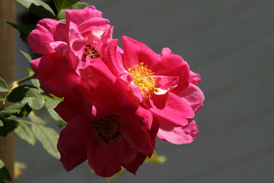 Rosa William Baffin -薔薇