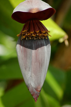 香蕉樹(shù)的花