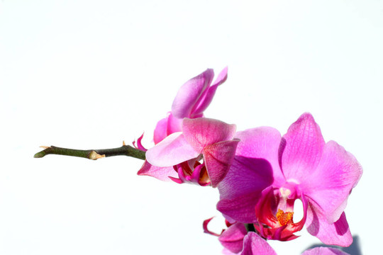 蘭花