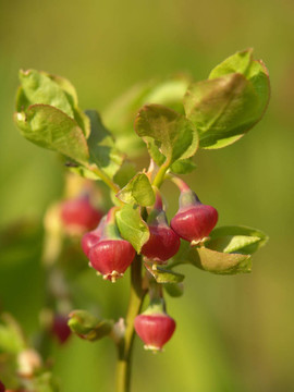 開(kāi)花的越桔