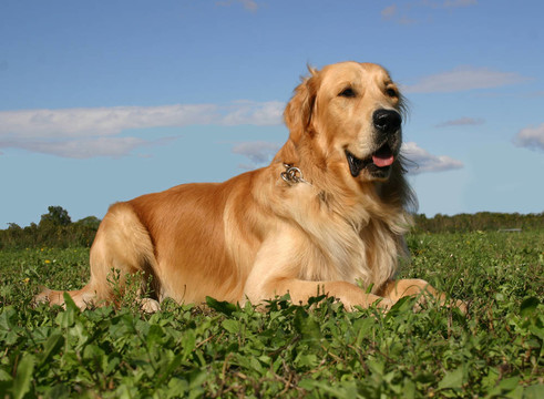 金毛獵犬