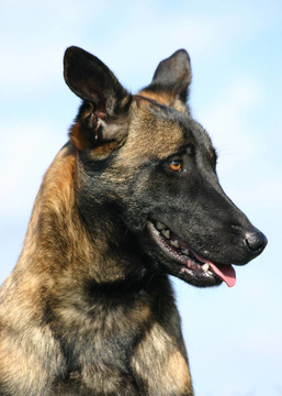 剖面馬里努阿犬