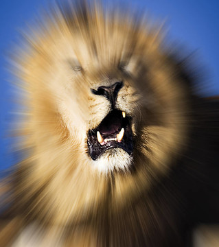 獅子