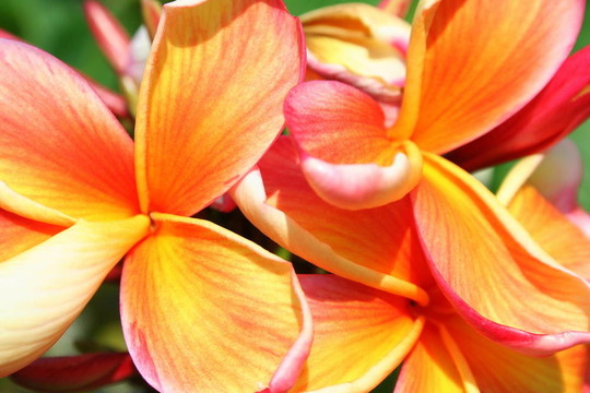 雞蛋花