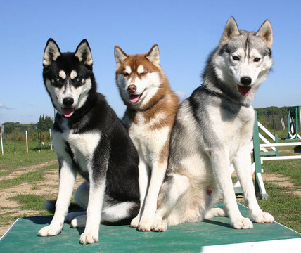 三雪橇犬