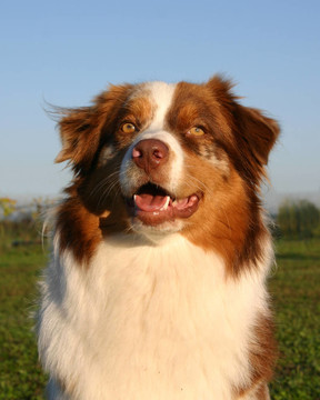 澳大利亞牧羊犬